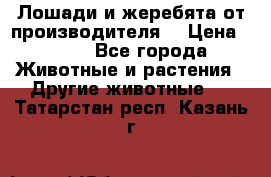 Лошади и жеребята от производителя. › Цена ­ 120 - Все города Животные и растения » Другие животные   . Татарстан респ.,Казань г.